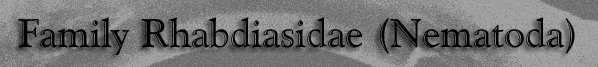 Family Rhabdiasidae (Nematoda)